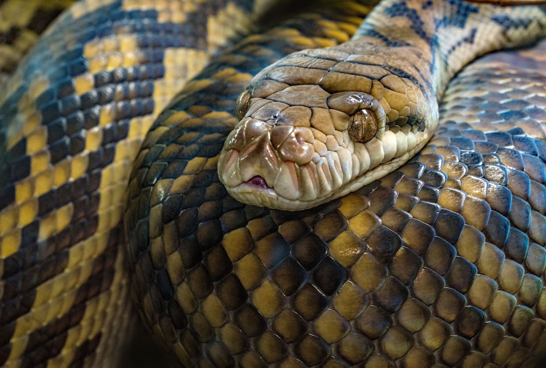 Photo Giant snake